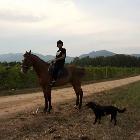 Летний дом I Carrubi